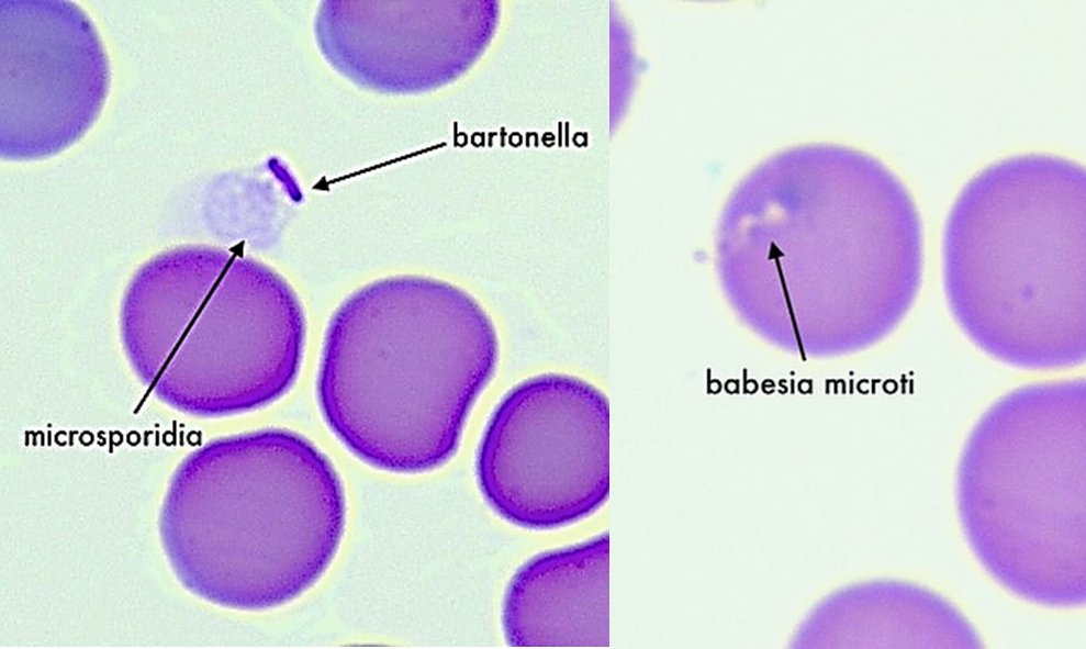 Dr. Gustavo Aguirre-Chang tweet media