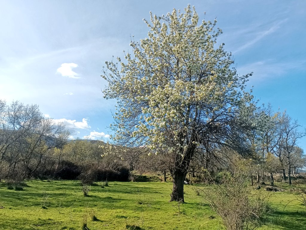 adventicia 🍃 tweet media