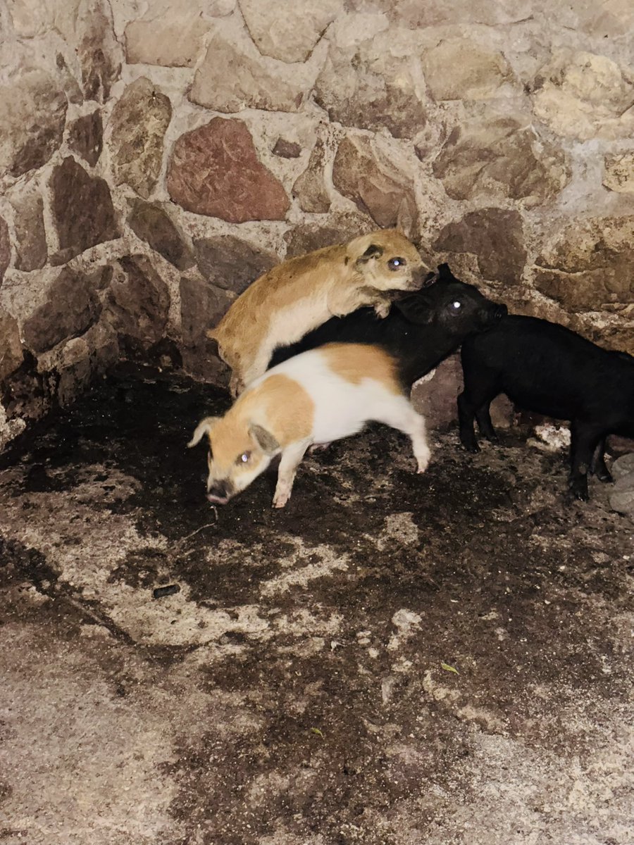 𝗛.𝗟𝗲𝘀𝗶𝗮🇱🇸 tweet media