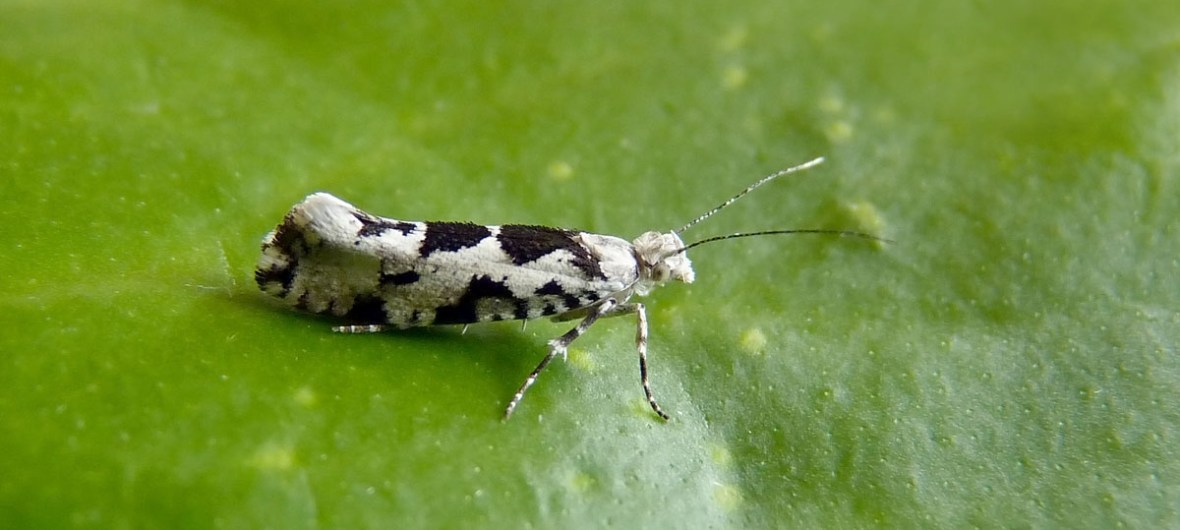 SageclawVT 🦋👻 tweet media