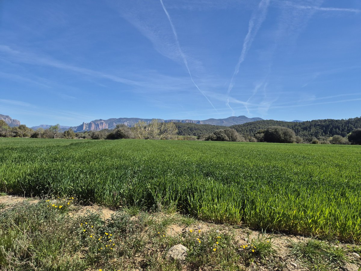 Cassandra tweet media