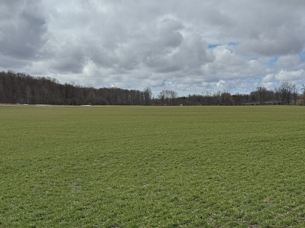 KenSchaus's tweet image. SRW #wheat at Tara #ontag 
Bruce County
Good winter stand