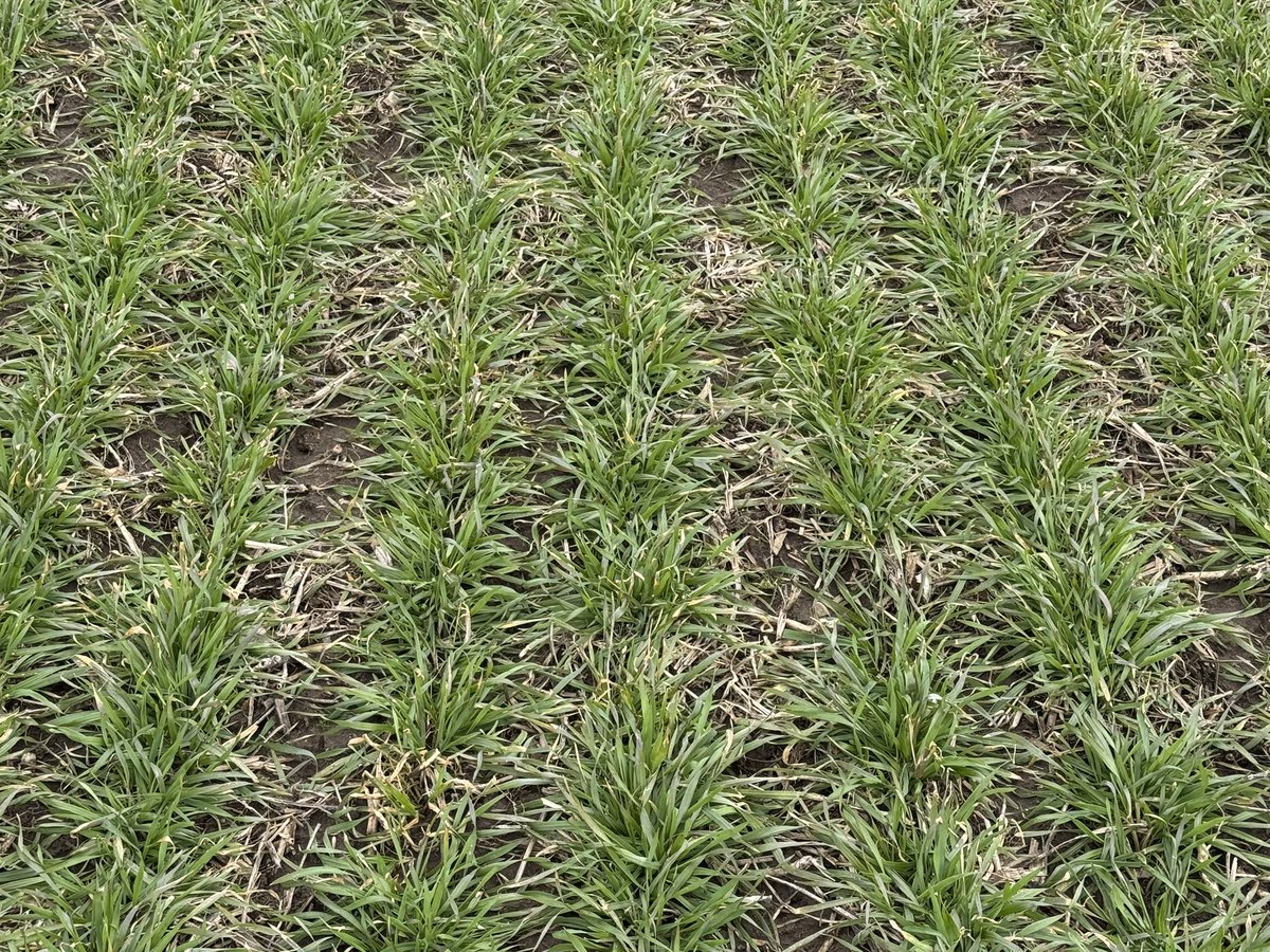 KenSchaus's tweet image. SRW #wheat at Tara #ontag 
Bruce County
Good winter stand