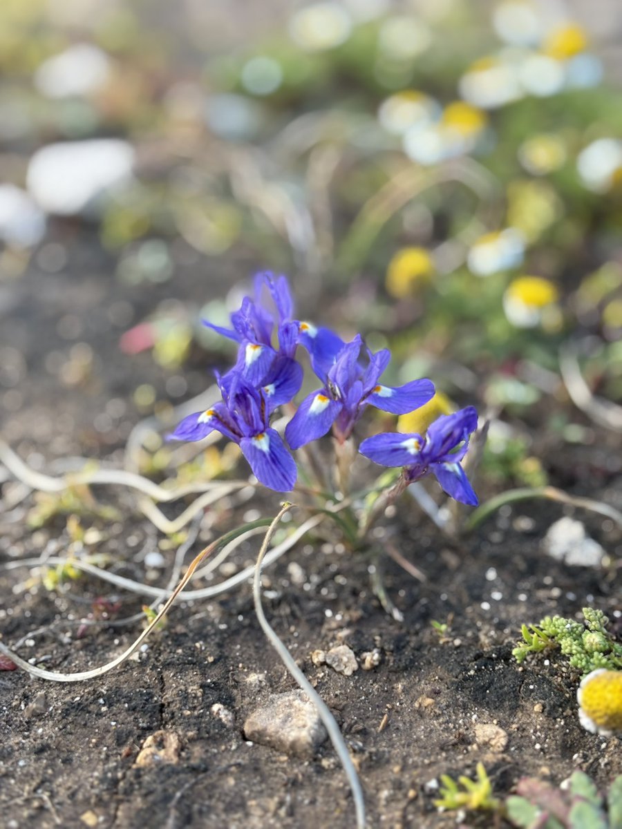 lando norris evil enjoyer tweet media