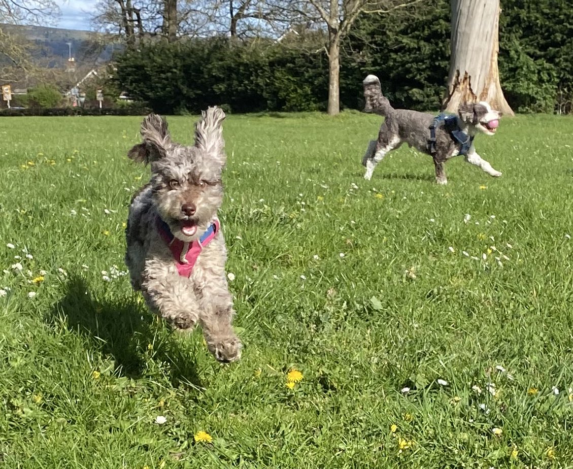 BeMoreBob tweet media