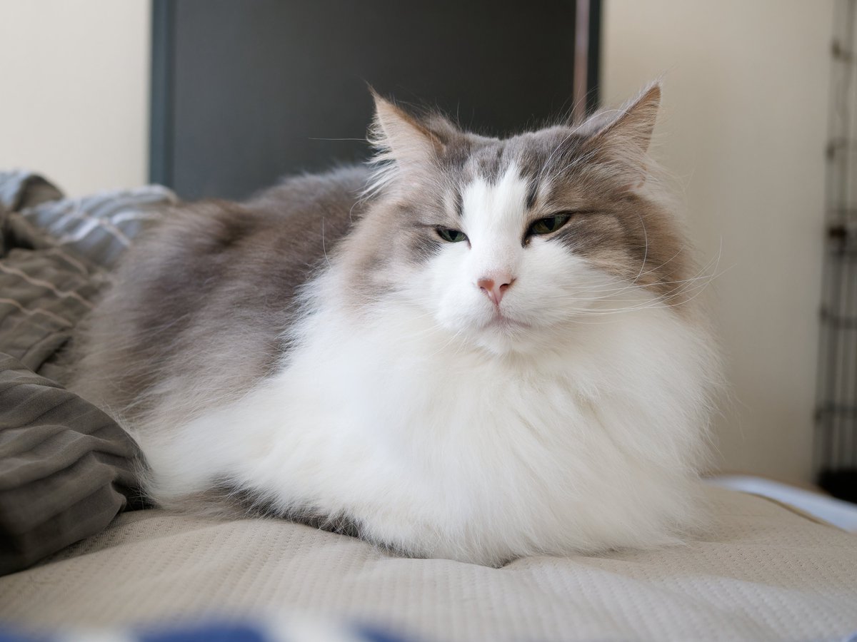 _Nyan_Time_'s tweet photo. 春の陽気で、うとうとノエルさん☀️

#猫 #cat #ノルウェージャンフォレストキャット #猫のいる暮らし #猫のいる幸せ https://t.co/jxGwz1Qvzy