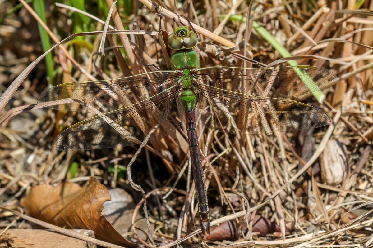 Back In The Yard🐝🦋 tweet media