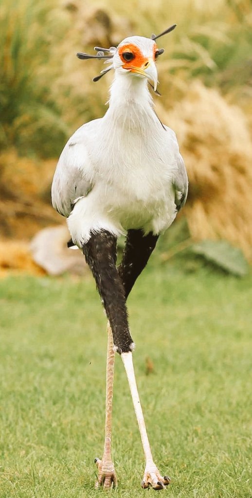 Melornet 🐝🇳🇬 tweet media