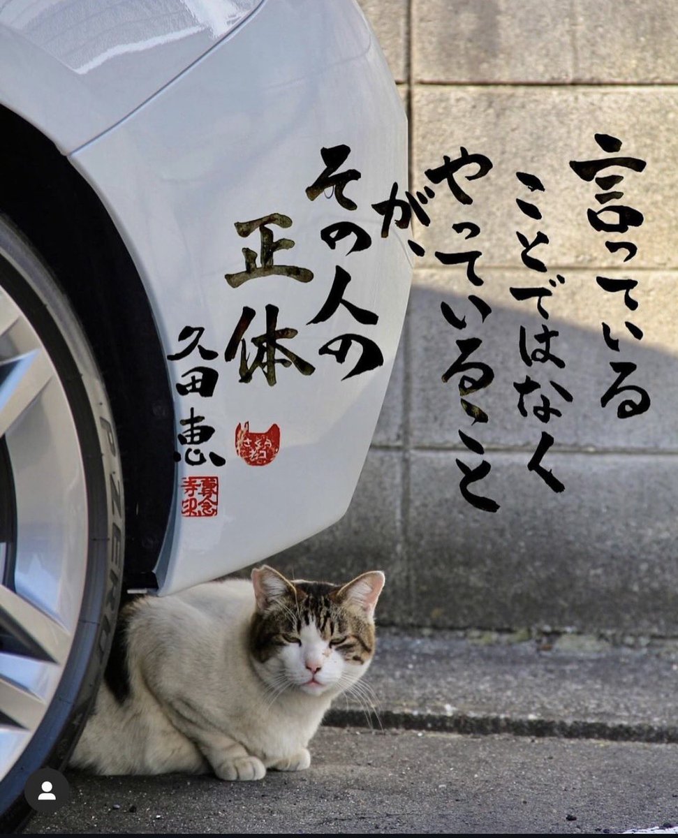 専念寺/ネコ坊主 tweet media