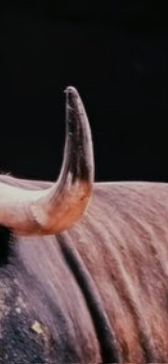 Jesús Miguel Pérez Continente(Chechu) tweet media