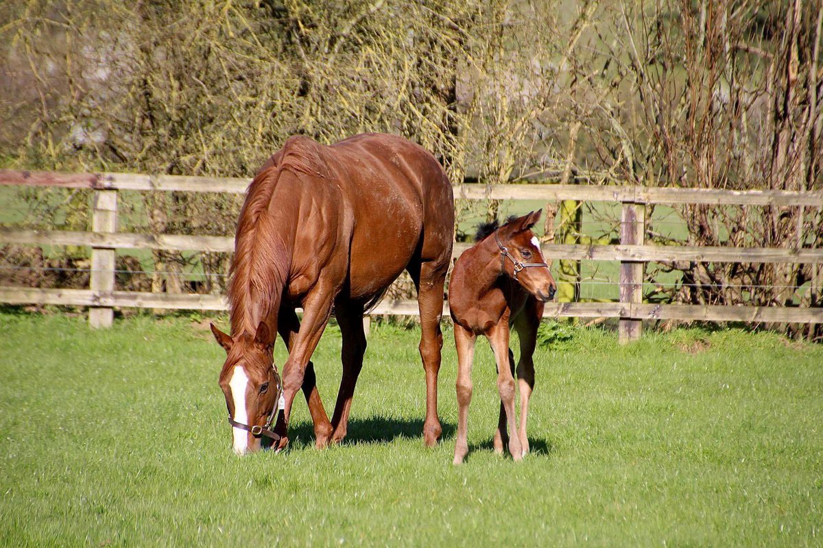 ChildwickburyS's tweet photo. ✨A very special guest at Childwickbury Stud this year courtesy of @AnnaSundstr; a Hello Youmzain filly out of Bellum Omnium a sister to Gr.1 Irish Oaks Heroine &amp; 4.800,000gns  purchase YOU GOT TO ME✨Bellum Omnium has of course been covered by NATHANIEL✨
📸Chantal Wootten https://t.co/ZEoFh1XhE4