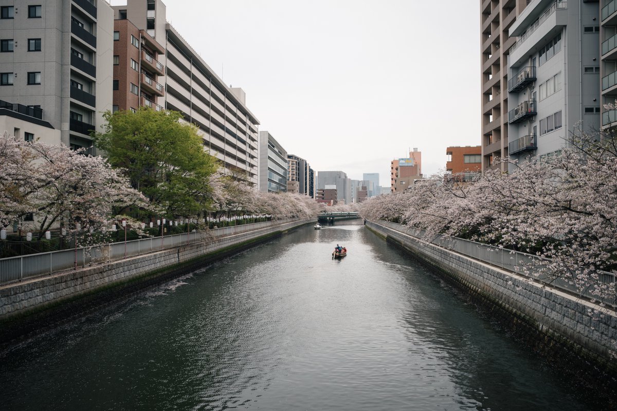 E_Roteflugel's tweet image. 春の定点観測

#RICOH
#GR4
#キリトリセカイ
#写真が好きな人と繋がりたい