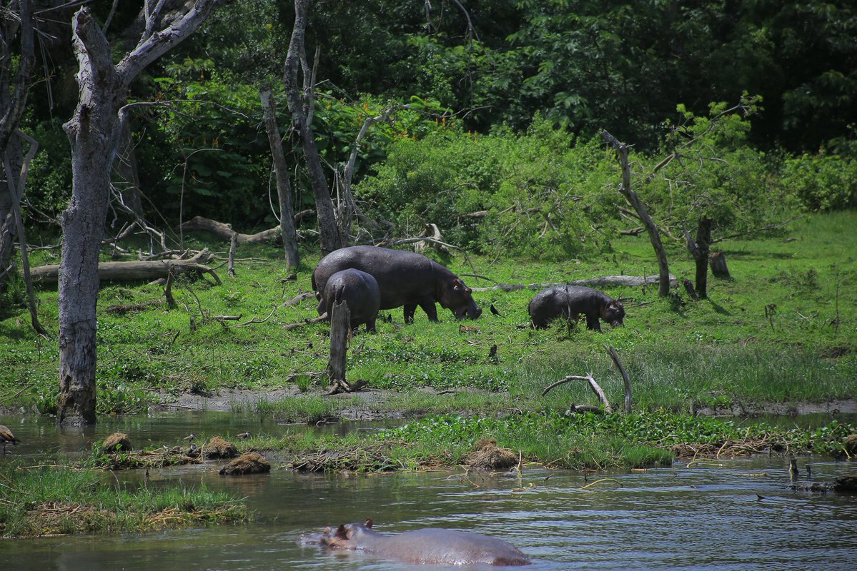 Namakula Phiona tweet media