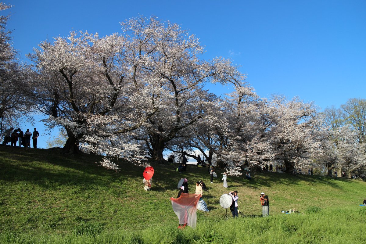iexps57's tweet photo. 🌸#桜2026 #京都 #八幡 #背割堤 #ソメイヨシノ #桜まつり #スナップ
当然の如く大層な賑わいの人混みでした。午後でもそこかしこでコスプレ等撮影会状態でした。
📷#MNG #ミラーレスカメラ #Cannon #初代ミラーレス #EOS_M https://t.co/Ckqi11nW6x