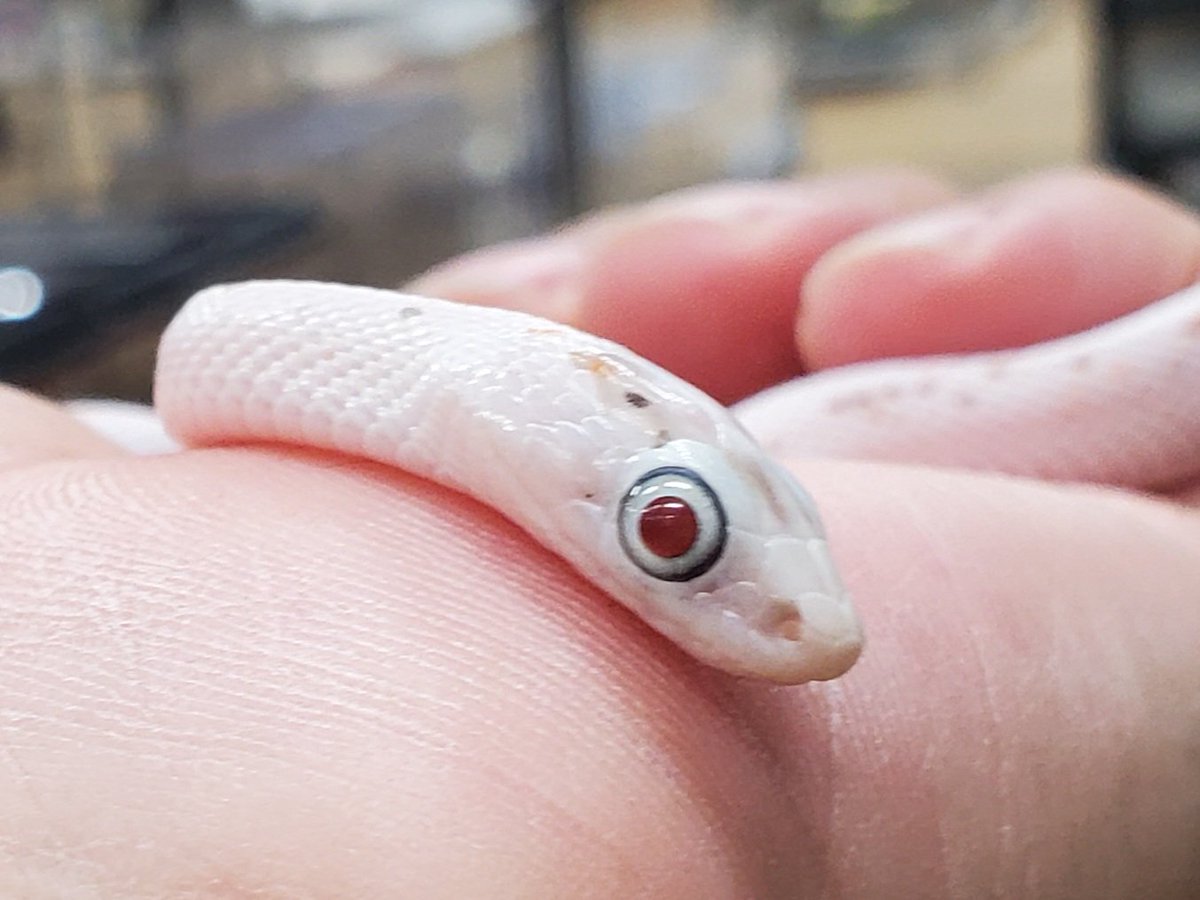 ペポニ@リミックスインター店 tweet media