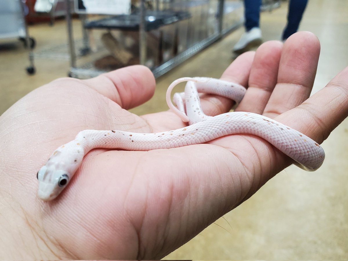 ペポニ@リミックスインター店 tweet media