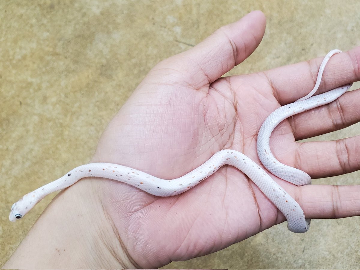 ペポニ@リミックスインター店 tweet media