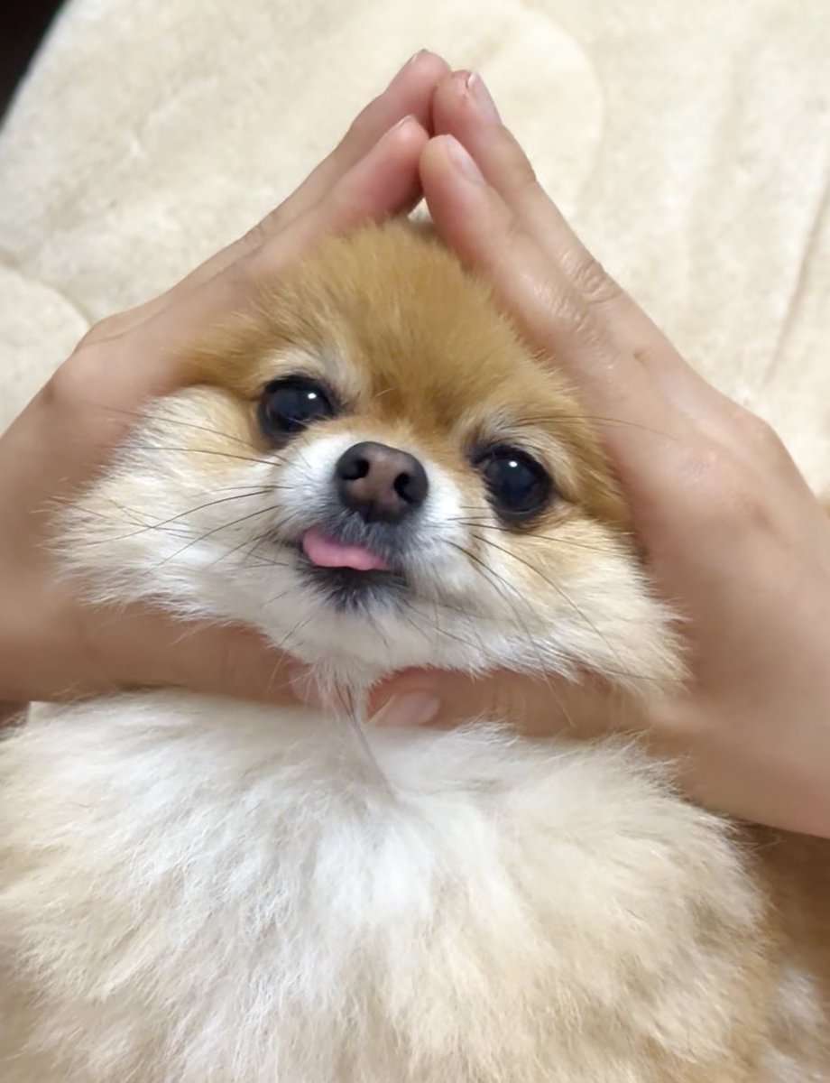 ぽめらにあんのぽんず tweet media