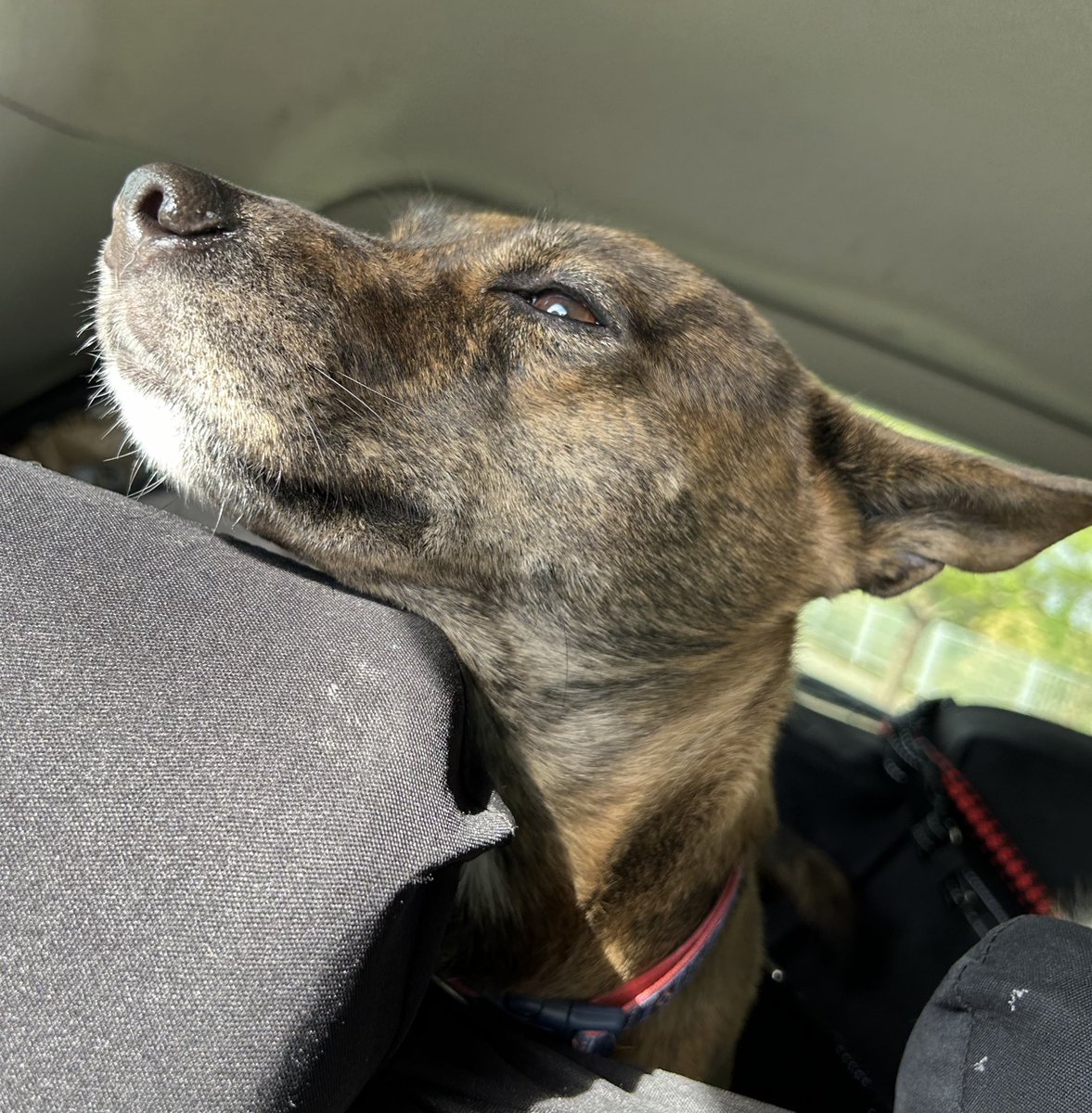 ハルかちわり🐕🐈 tweet media