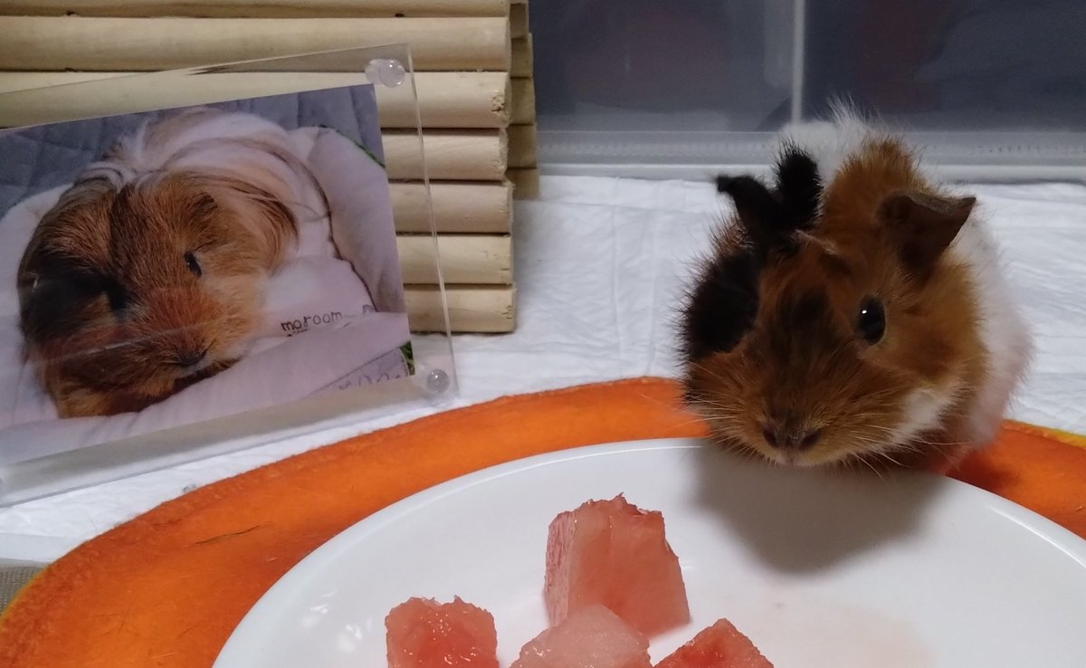 ちまき’S DAILY LIFE 2nd season tweet media