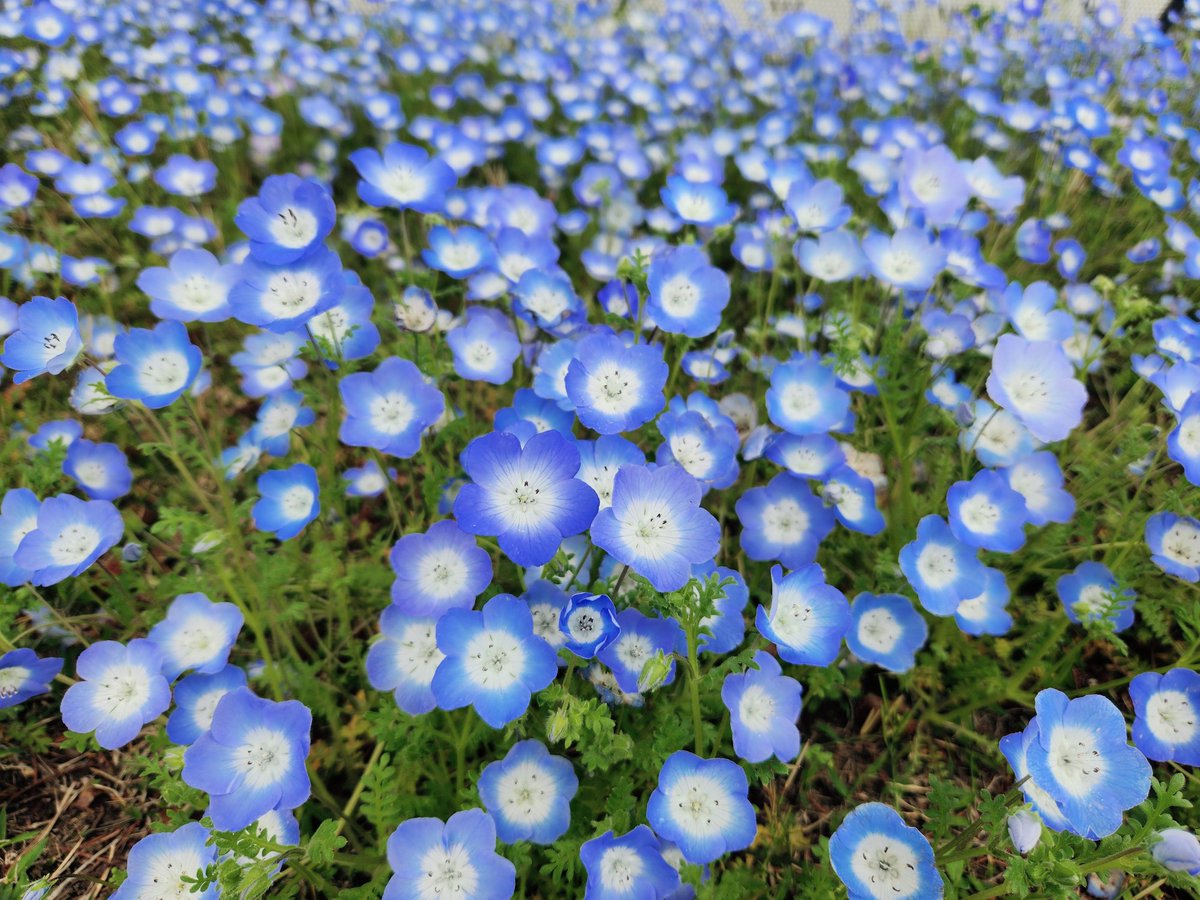 ミキ(超・低浮上🐥) tweet media