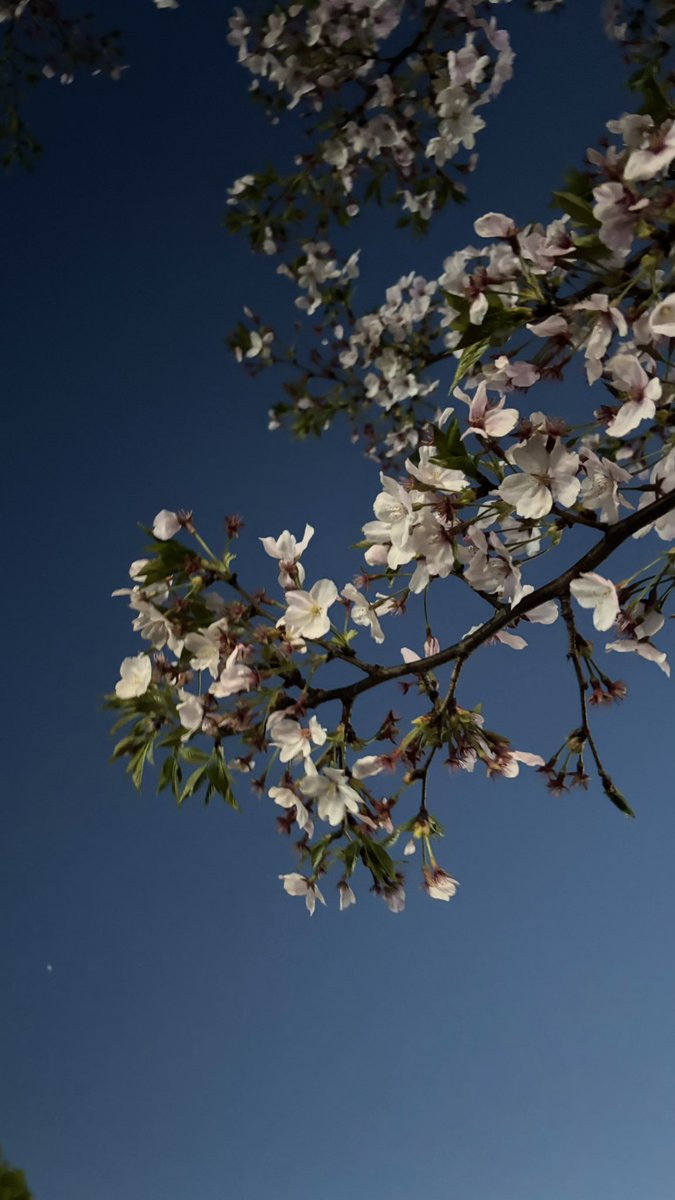 しだれ🌾GHOST福岡2日目 tweet media