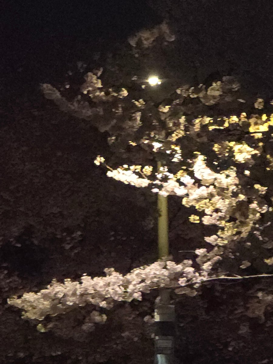 📷린「リン」🐶 tweet media