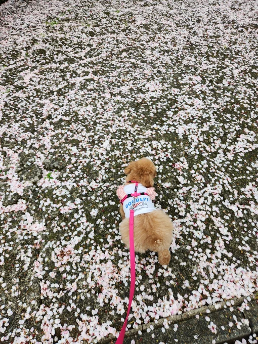 いぬこず 今日は、最後のお花見散歩 花びらのじゅうたん #トイプードル #トイプードル生活