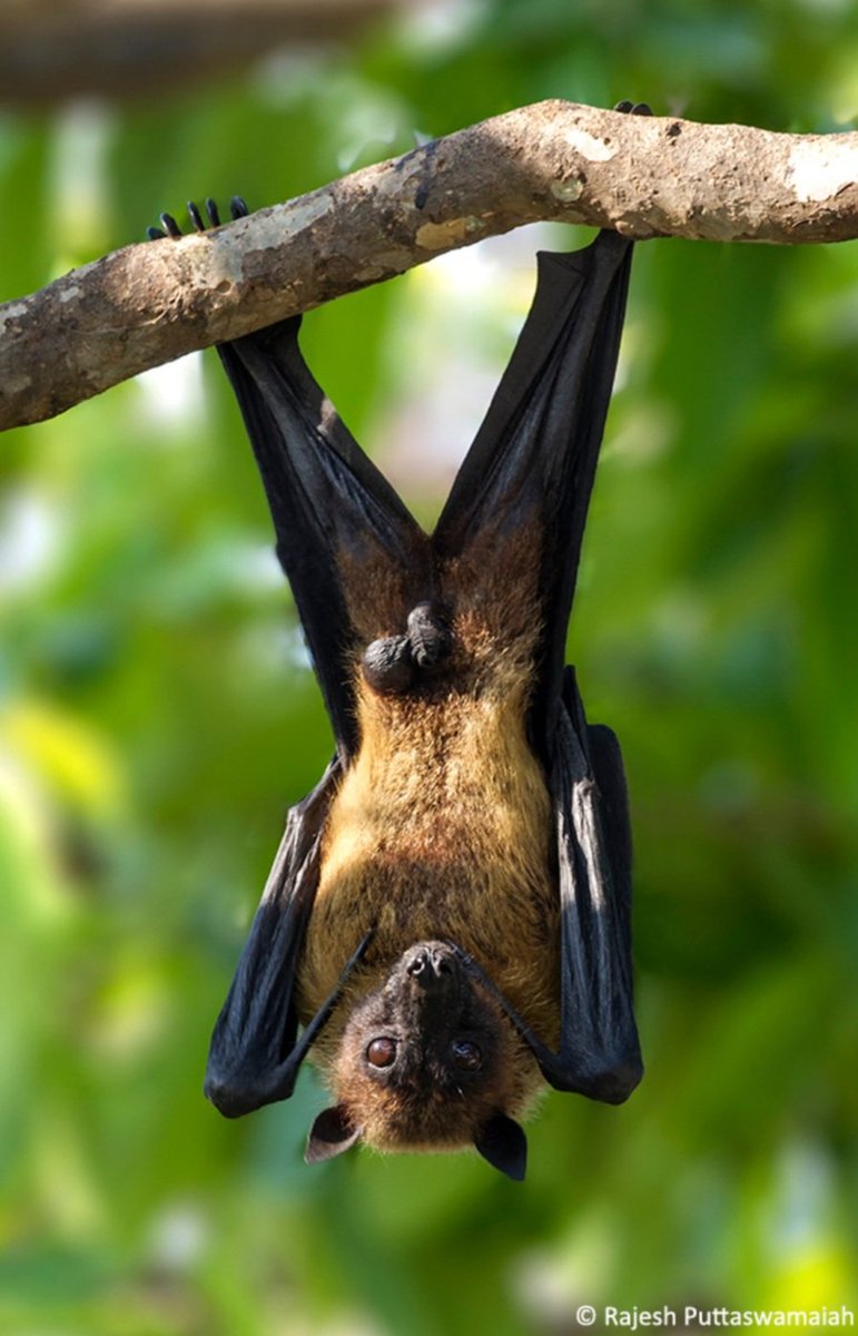 limon_Chelloo's tweet photo. Dint know my city was home to these adorable buggers... Untill I saw a bunch of them in Lalbagh.. #Indianflyingfox https://t.co/sDxMx2RzOK