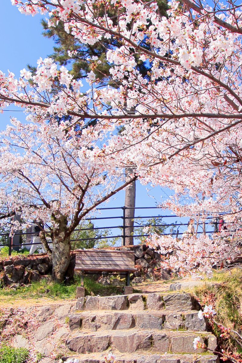 同時再生会ちゃん✨ tweet media