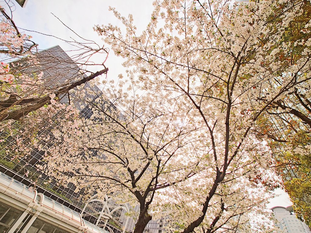 梨 紗(P.N:久咲カスミ) tweet media