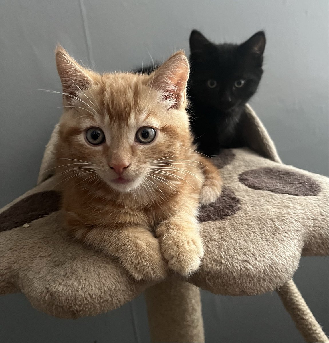 leroy or roy idm! | kaiser enthusiast tweet media