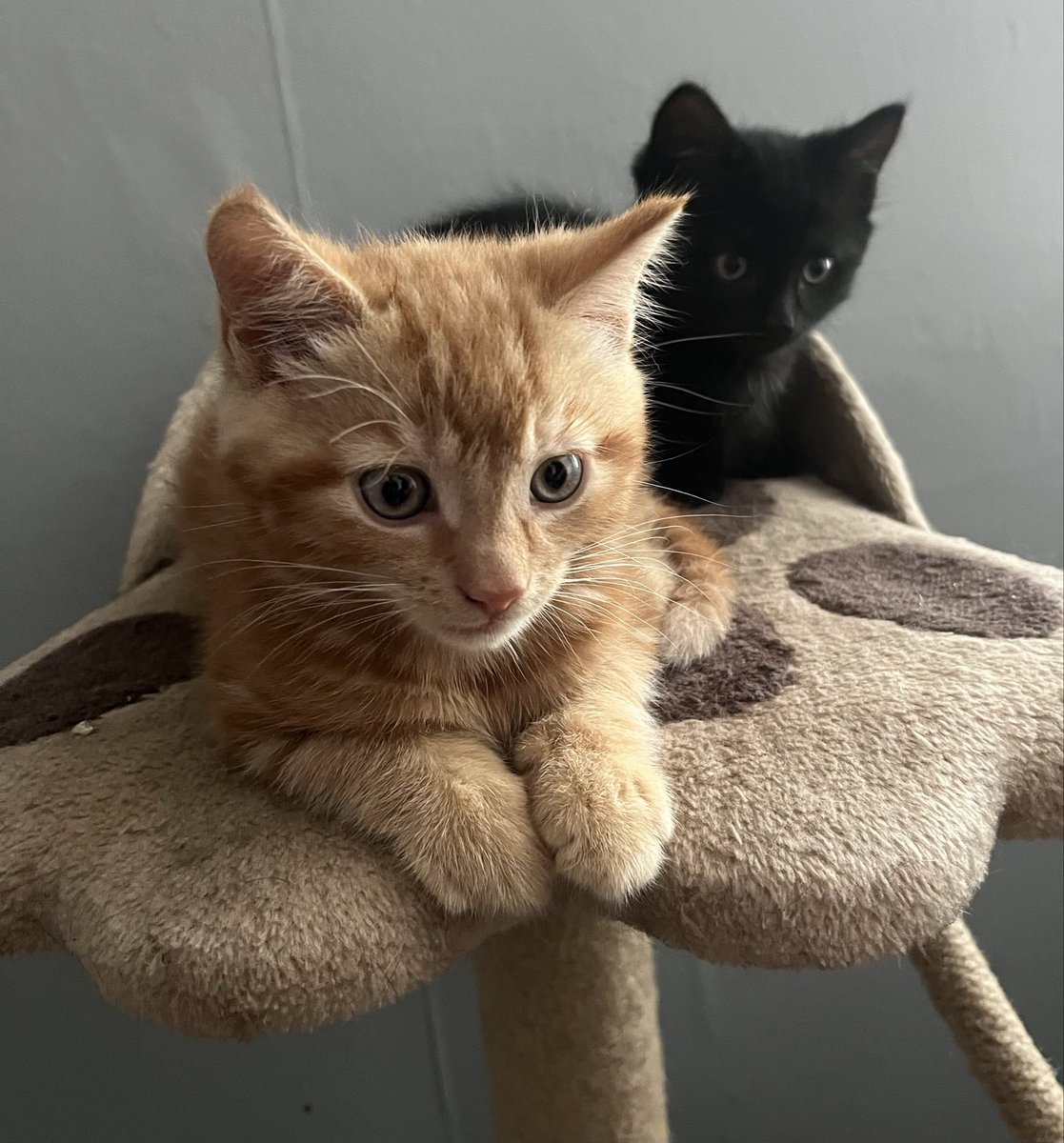 leroy or roy idm! | kaiser enthusiast tweet media