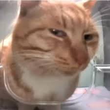 🖤𝐌𝐀𝐑𝐄👹 tweet media