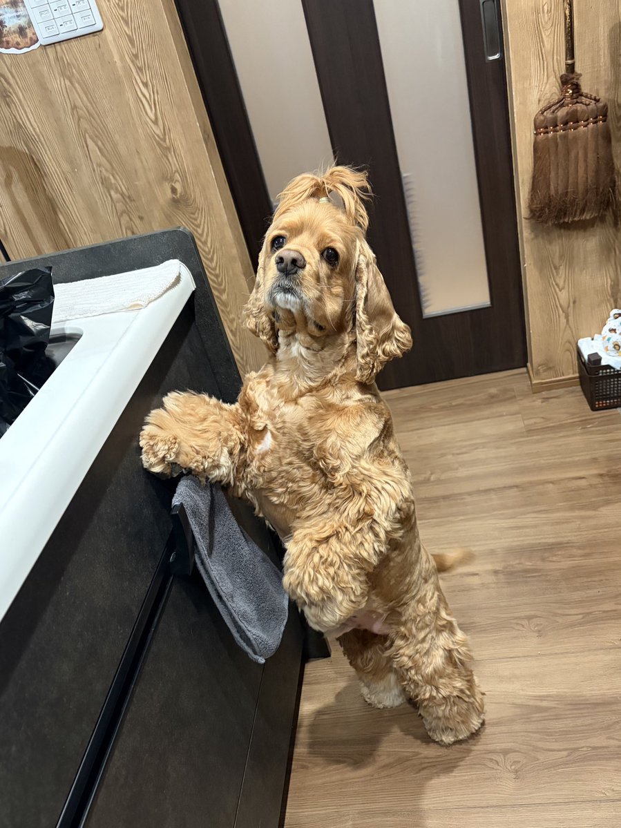 トニー tweet media