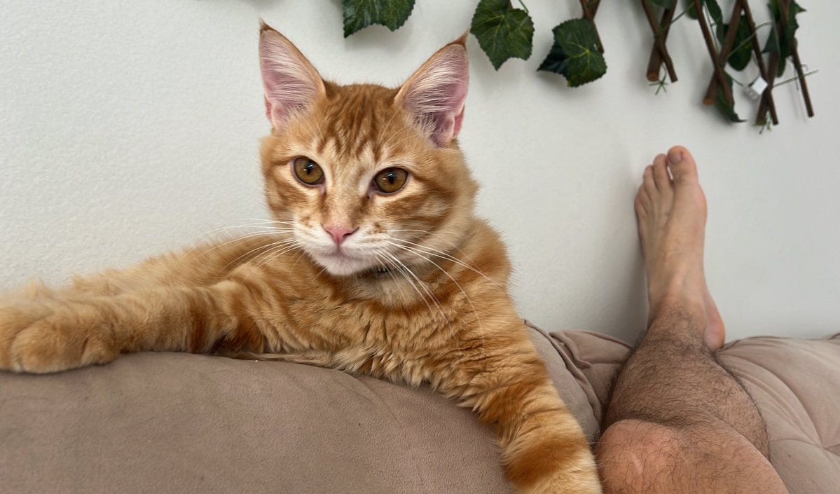 Thom ✭ tweet media