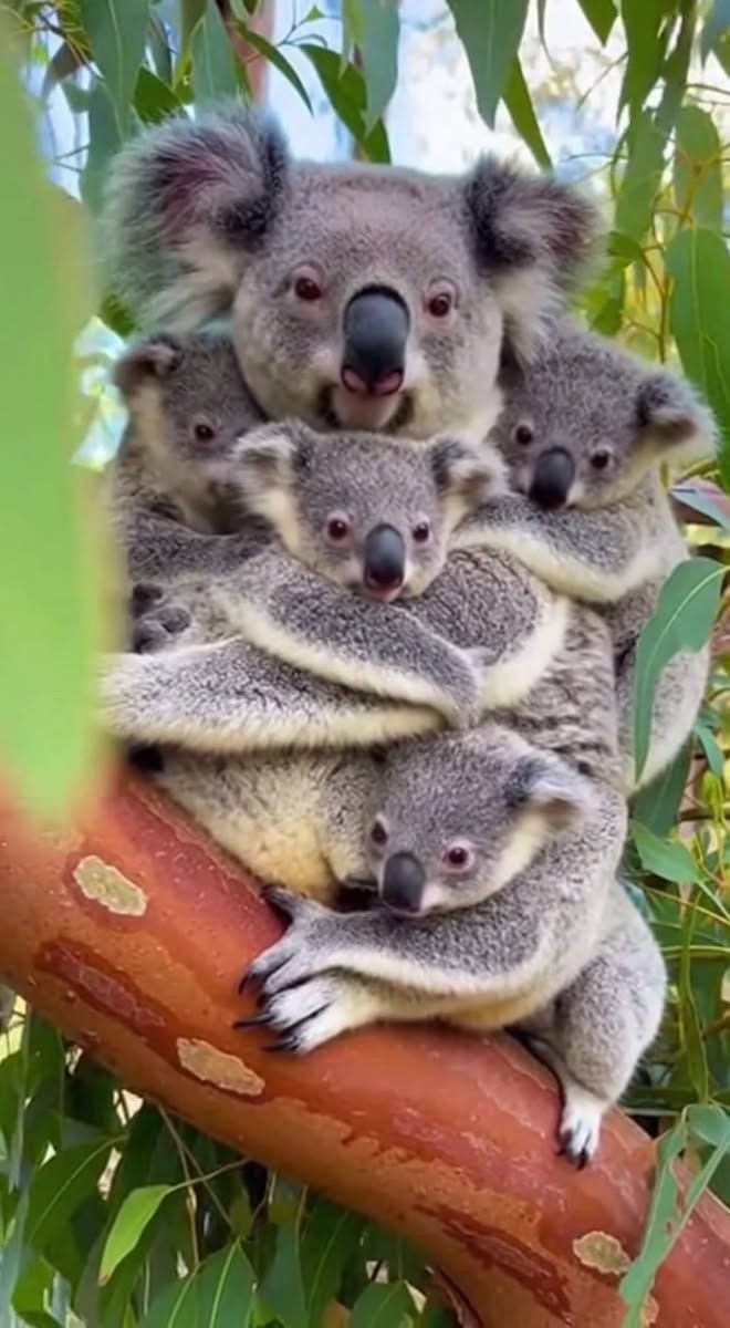 Koalas have fingerprints almost identical to humans. Nature is wild 🐨