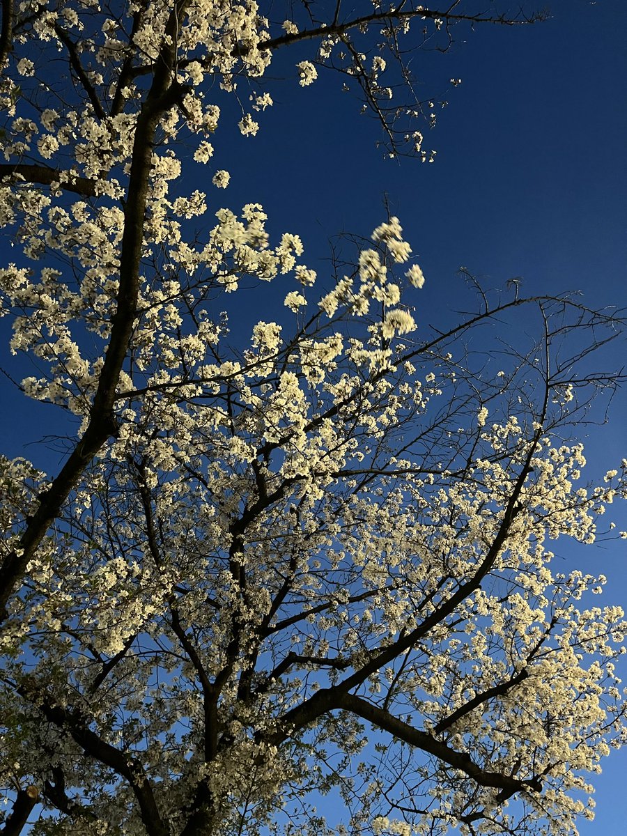 soburosan's tweet photo. 夜桜🌸良いなぁ https://t.co/xDrAsTNNAf