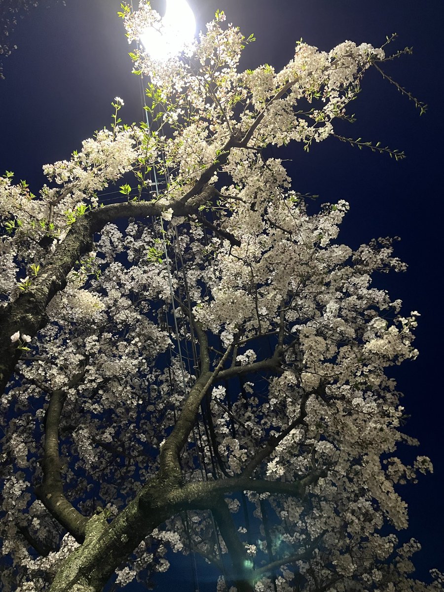 soburosan's tweet photo. 夜桜🌸良いなぁ https://t.co/xDrAsTNNAf