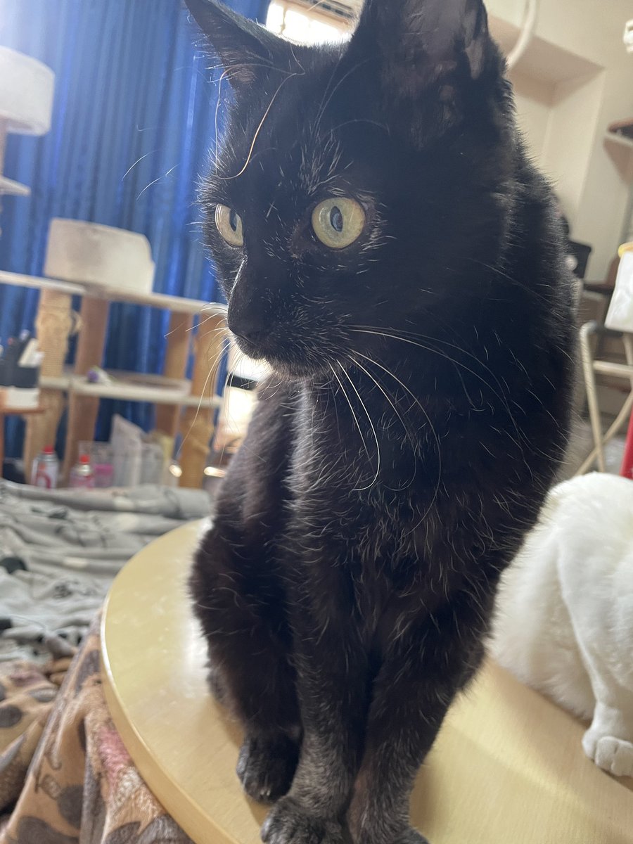 モンビジ・ユーコ tweet media