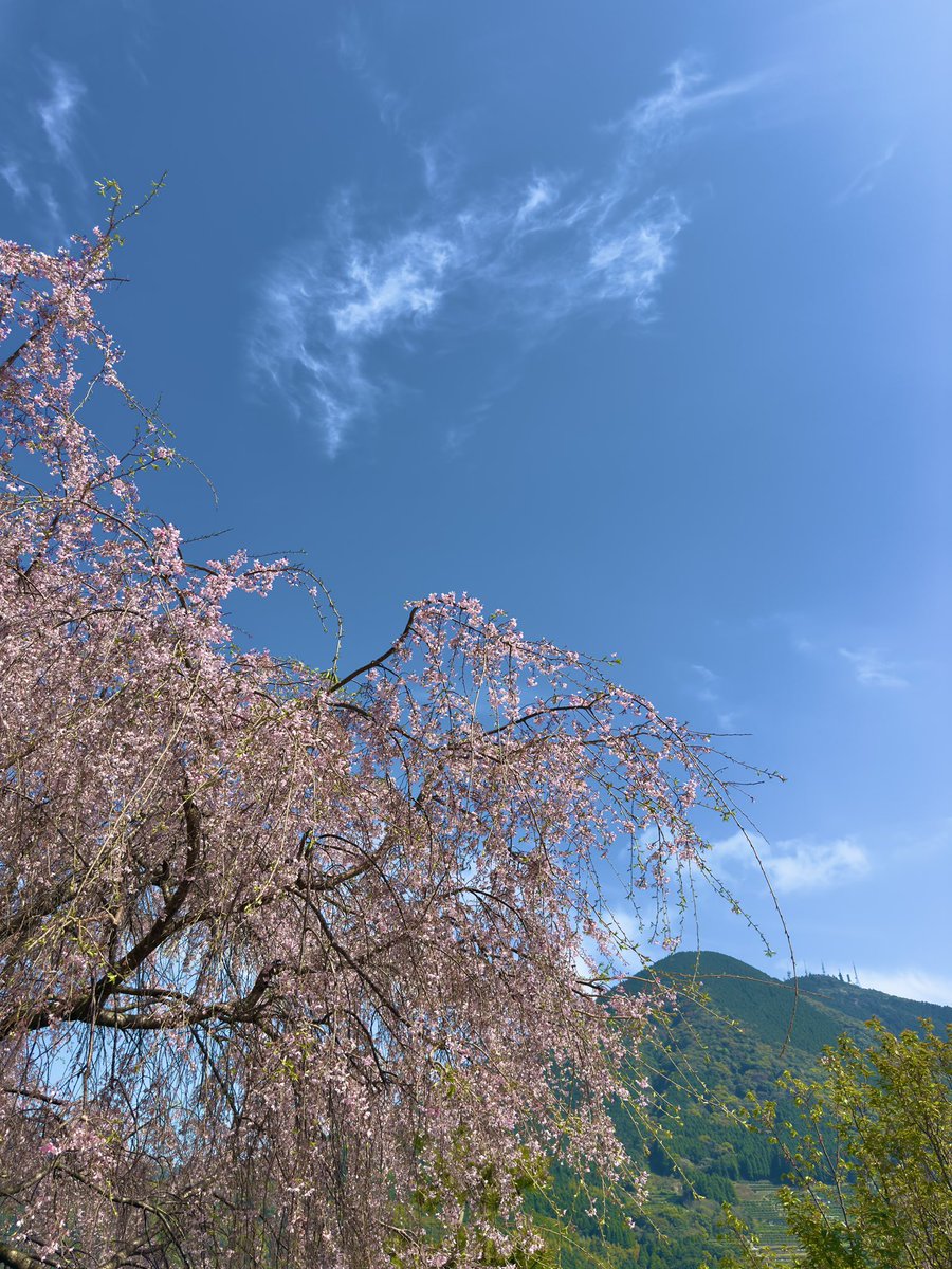 sin S660 tweet media