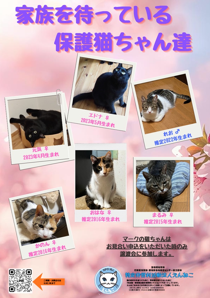 NPO法人えんねこ tweet media