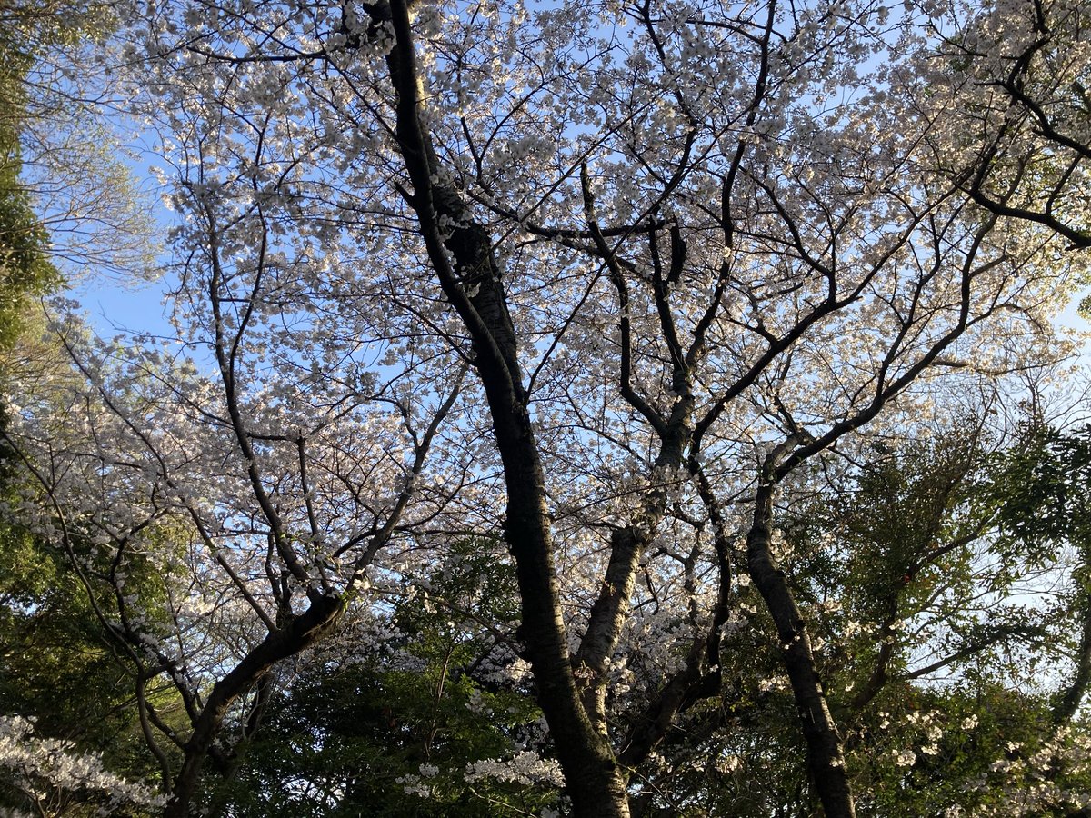 みおせる tweet media