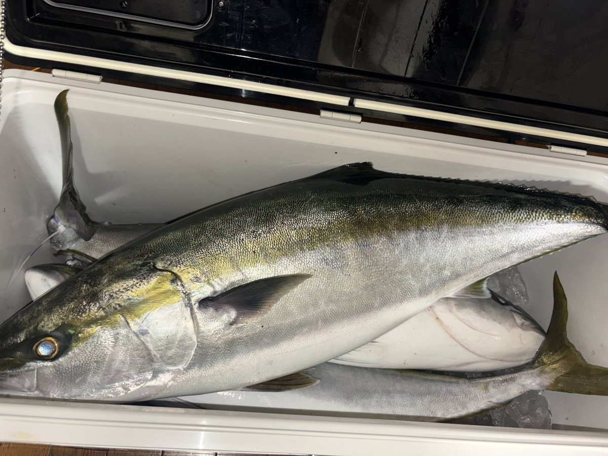 河合優花　🐠💜 tweet media