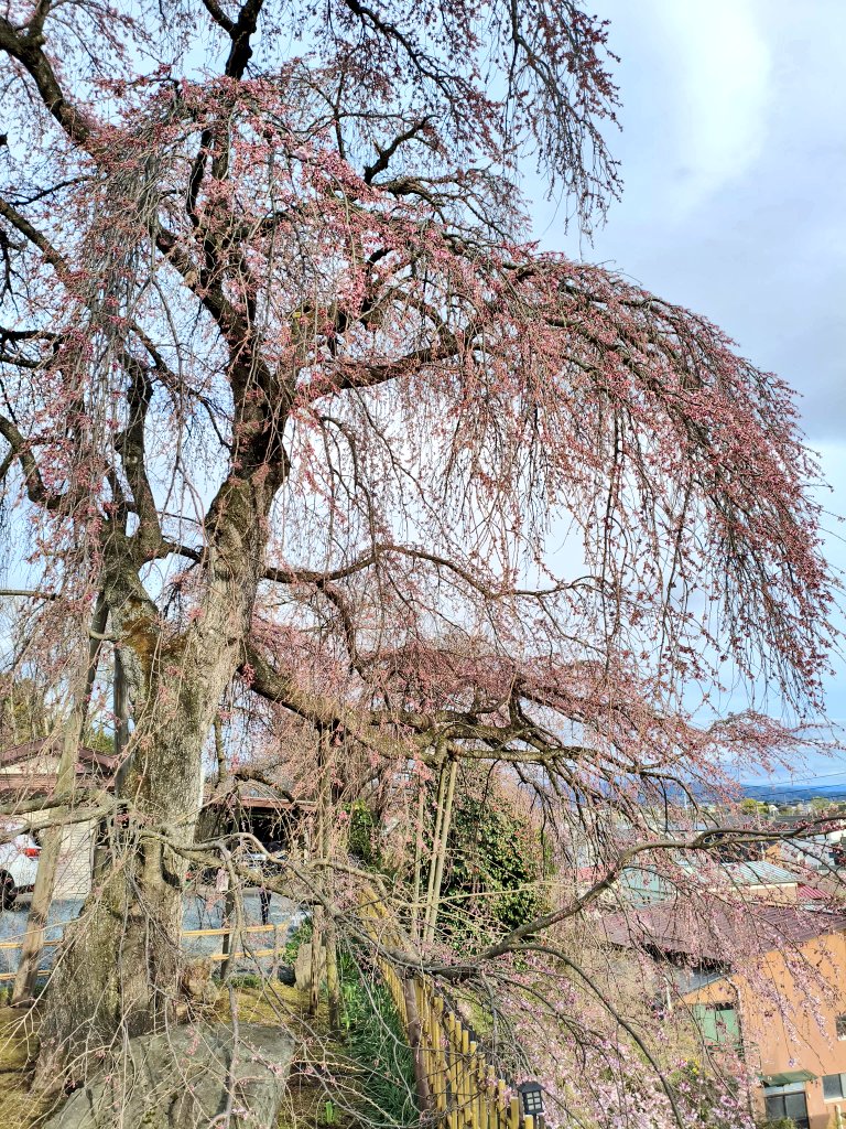 郷花巻 tweet media