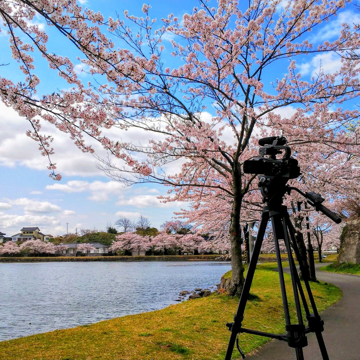 いてばれ tweet media