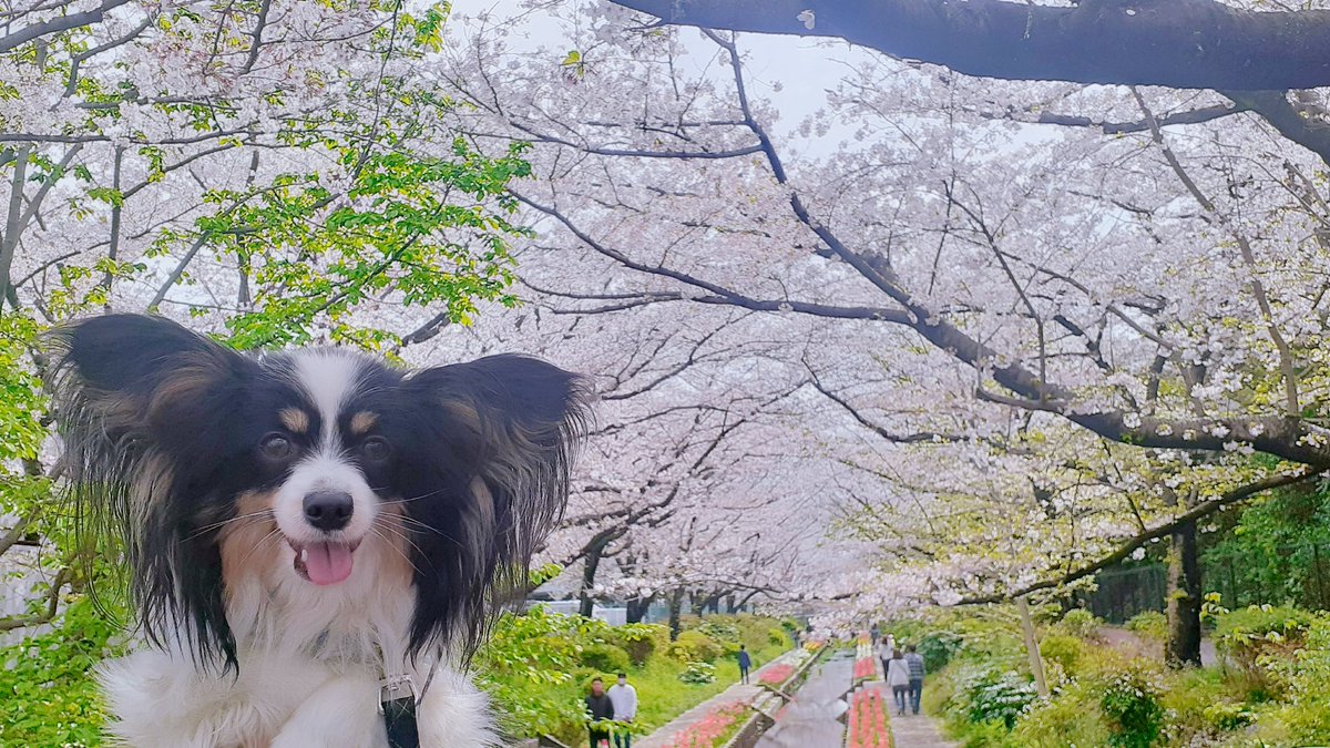 パピヨンの凛(茶白)と蓮(トライ) tweet media