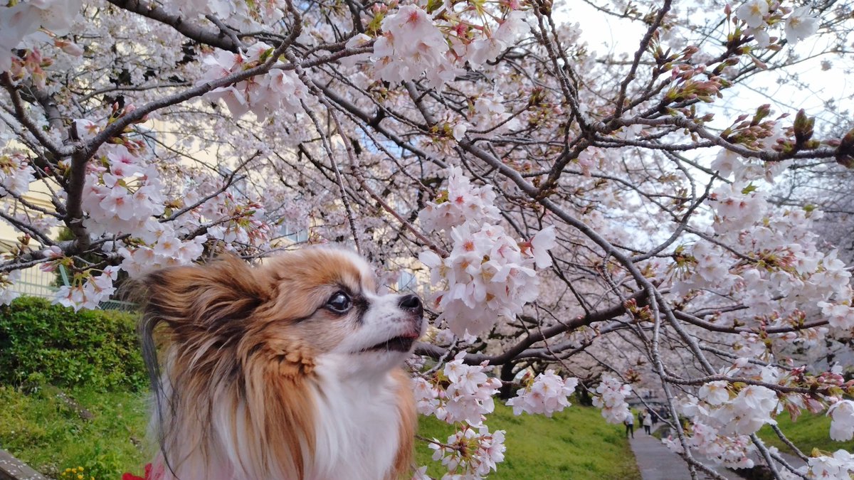 パピヨンの凛(茶白)と蓮(トライ) tweet media