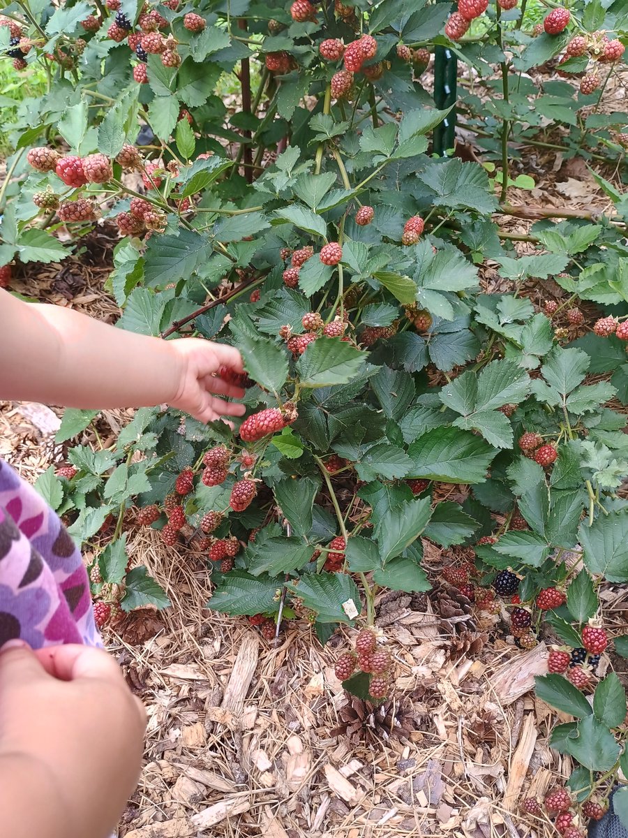 Lisa Mueller  tweet media