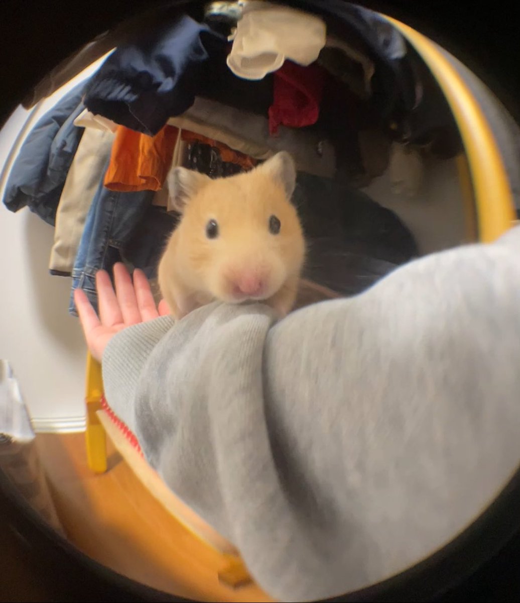 ふちゃま tweet media